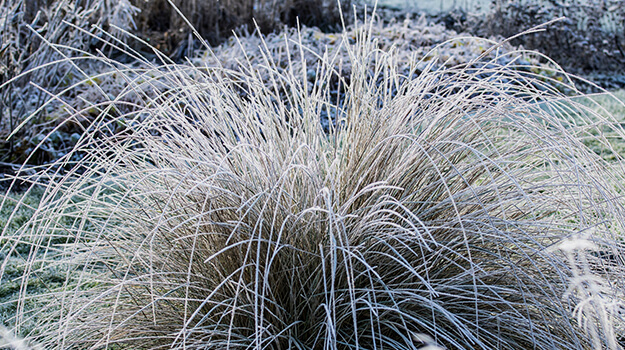 pro-mix-care-fescue-08