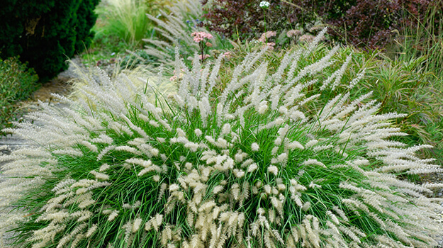 pro-mix-care-pennisetum-plant-01