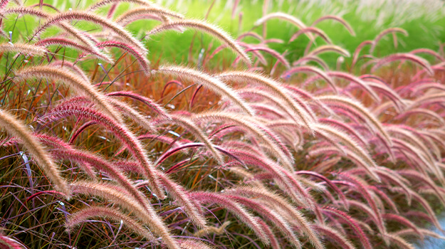 pro-mix-care-pennisetum-plant-03