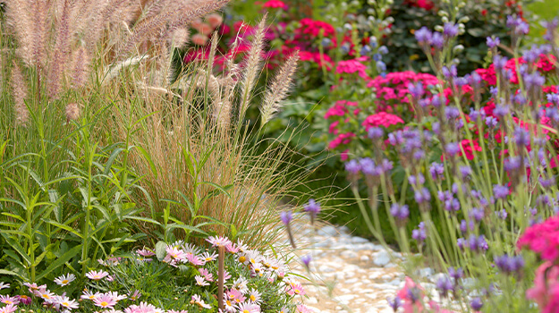 pro-mix-care-pennisetum-plant-04