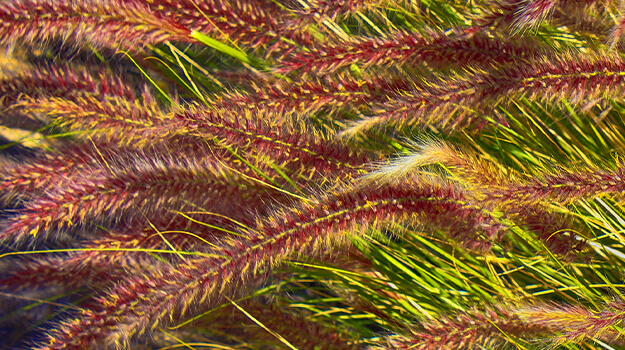 pro-mix-care-pennisetum-plant-07