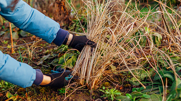 pro-mix-care-pennisetum-plant-09