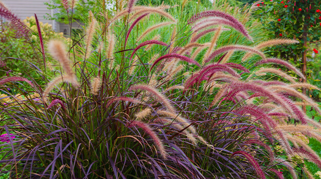pro-mix-care-pennisetum-plant-11