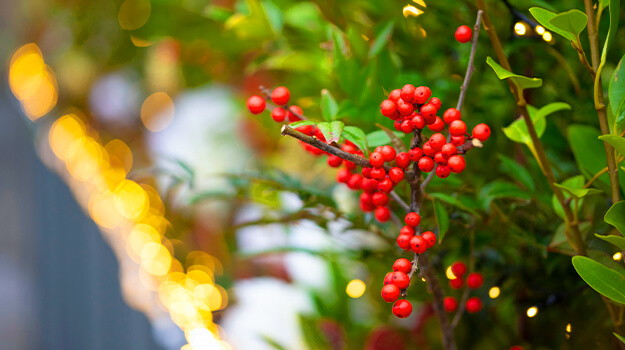 pro-mix-christmas-evergreen-planters-07