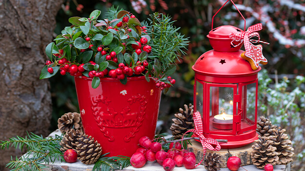 Jacinthes de Noël... - s jimdo page