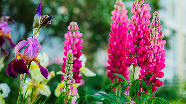 pro-mix-clay-soil-gardening-tips-02
