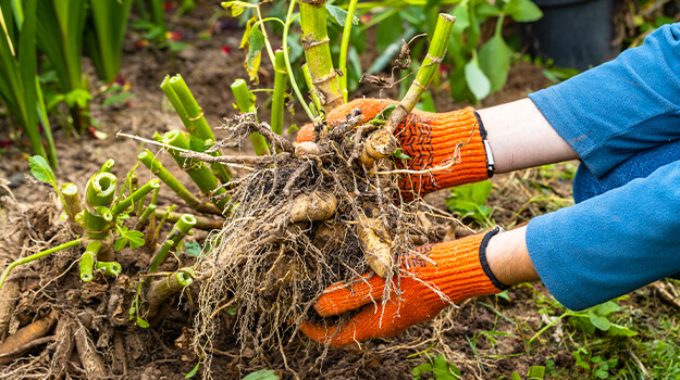 pro-mix-clay-soil-gardening-tips-04