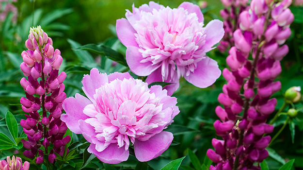 pro-mix-clay-soil-gardening-tips-07