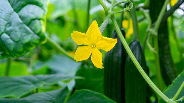 How To Grow Cucumbers: Tips on Planting And Caring | PRO-MIX Gardening