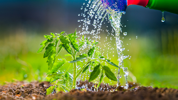 pro-mix-comment-fertiliser-les-tomates-02