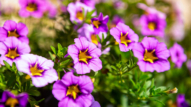 pro-mix-comment-fertiliser-son-jardin-03