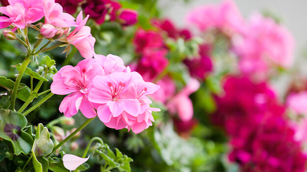 pro-mix-comment-fertiliser-son-jardin-05