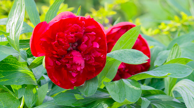 pro-mix-comment-fertiliser-son-jardin-08