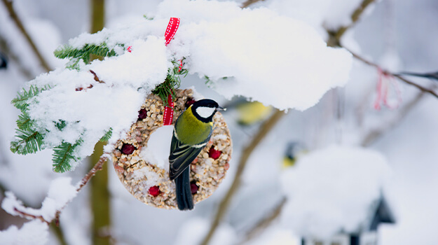 Un petit oiseau se nourrit en hiver, perché sur une boule de suif en forme de couronne de Noël.