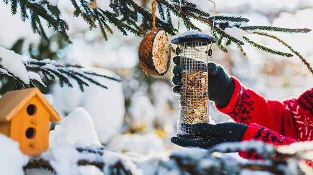Une femme suspend de la nourriture pour oiseaux à des branches de conifère enneigées.