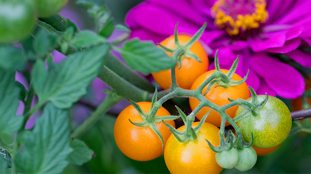 pro-mix-ecological-garden-practical-guide-05