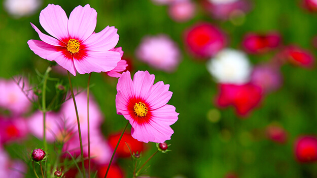 Which flower grows the fastest?
