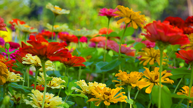 Which flower grows the fastest?