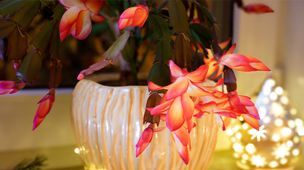 pro-mix-christmas-evergreen-planters-11