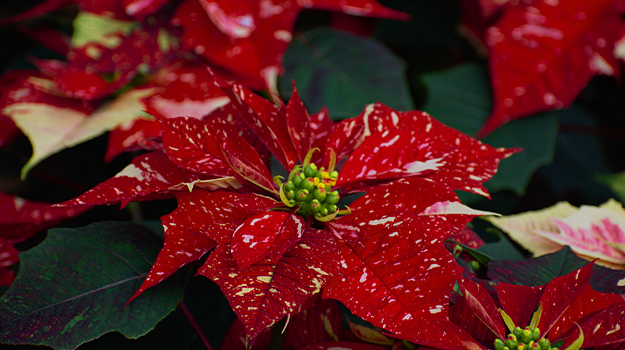 pro-mix-christmas-evergreen-planters-14