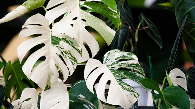 pro-mix-gardening-trends-08