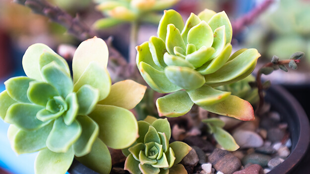 pro-mix-gardening-trends-11