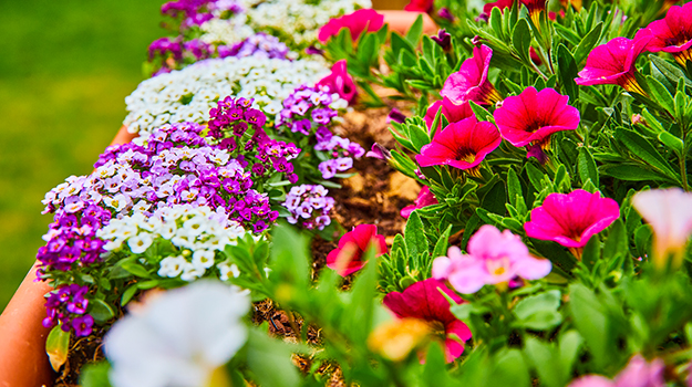pro-mix-grow-calibrachoa-tips-planting-and-caring-02