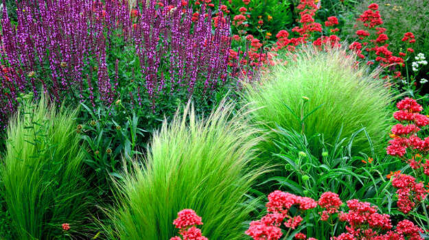 pro-mix-grow-care-stipa-01