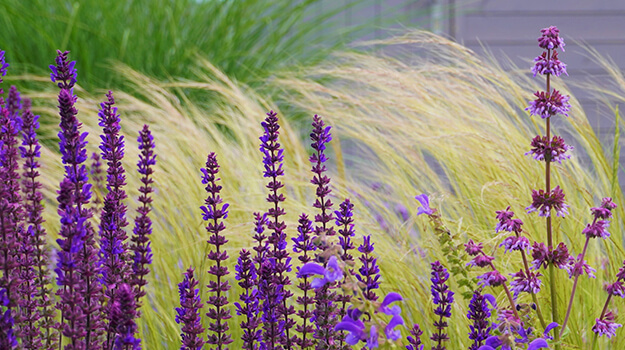 pro-mix-grow-care-stipa-02