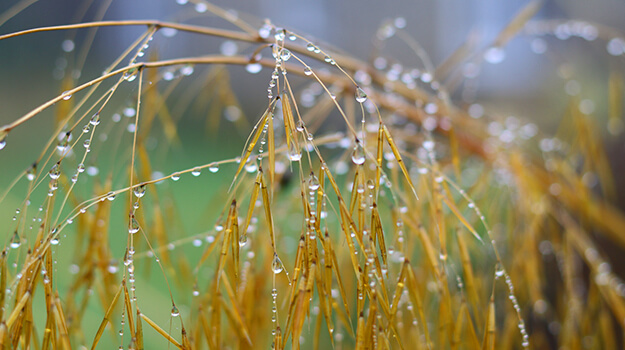 pro-mix-grow-care-stipa-06