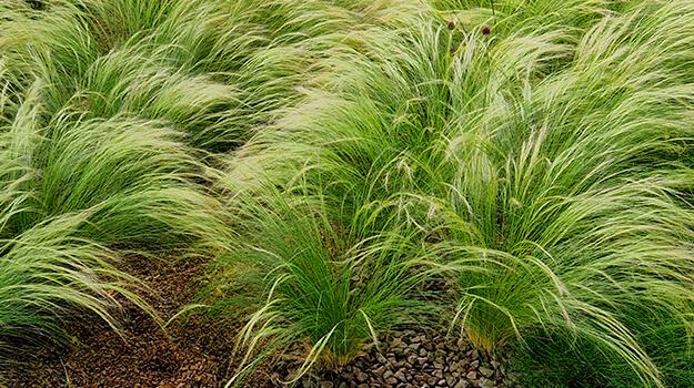 pro-mix-grow-care-stipa-07