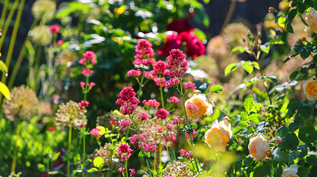 Magnifique jardin de fleurs vivaces, bulbes printaniers et rosiers.
