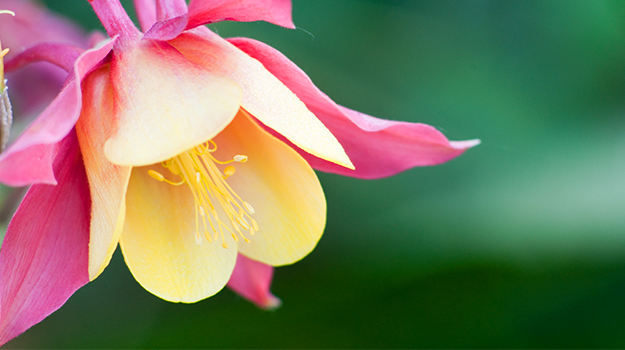 Gros plan d’une fleur d’ancolie jaune et rose Aquilegia 'Spring Magic Light Red and Yellow'