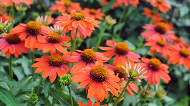 Superbe bosquet d’échinacées orangée Echinacea Sombrero Flaminco Orange