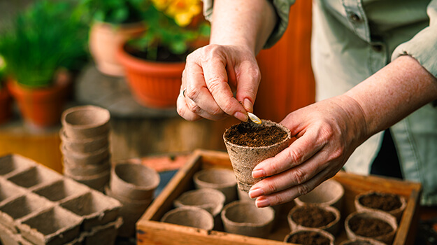 Why sow perennial flowers?