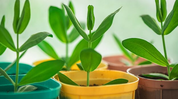 Des semis de fleurs qui ont grandi et viennent d’être transplanté dans des pots individuels.