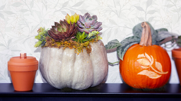 pro-mix-how-to-decorate-pumpkins-with-flowers-02