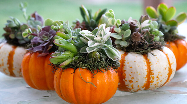 pro-mix-how-to-decorate-pumpkins-with-flowers-04