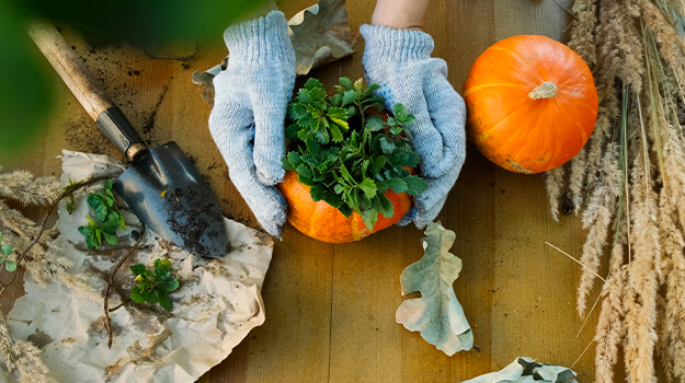 pro-mix-how-to-decorate-pumpkins-with-flowers-05