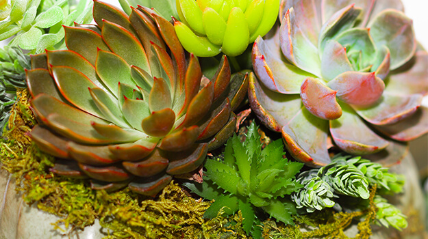 pro-mix-how-to-decorate-pumpkins-with-flowers-06