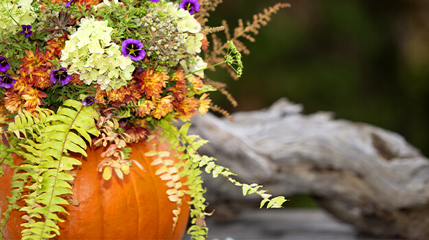 pro-mix-how-to-decorate-pumpkins-with-flowers-07