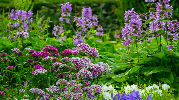 pro-mix-how-to-grow-in-sandy-soil-07