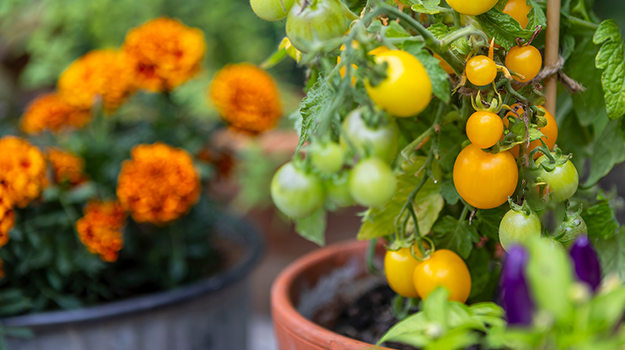 pro-mix-les-meilleurs-legumes-cultiver-en-contenants-02