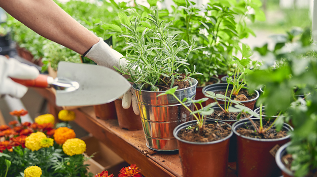 pro-mix-les-meilleurs-legumes-cultiver-en-contenants-03