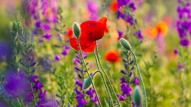 pro-mix-outdoor-direct-seeding-early-season-02