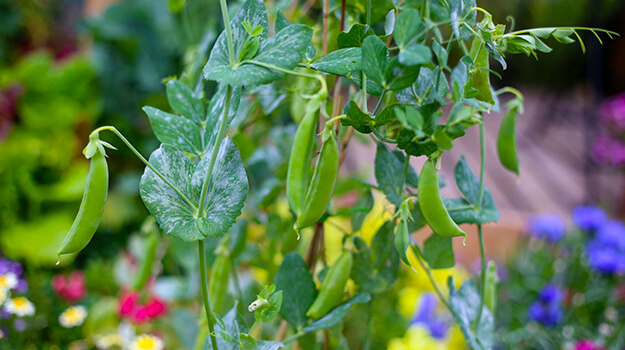 pro-mix-outdoor-direct-seeding-early-season-04