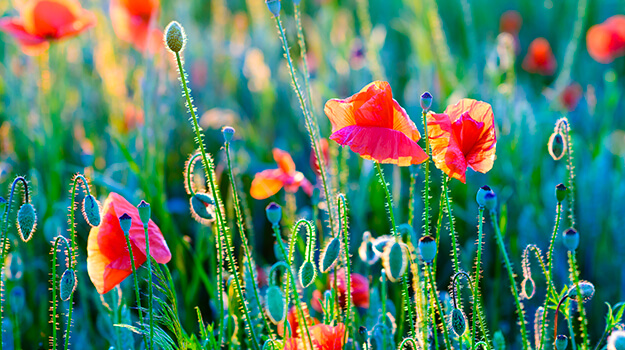 pro-mix-outdoor-direct-seeding-early-season-05