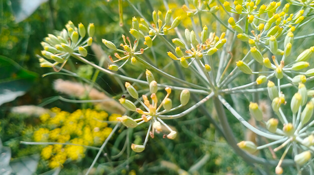 pro-mix-outdoor-direct-seeding-early-season-07