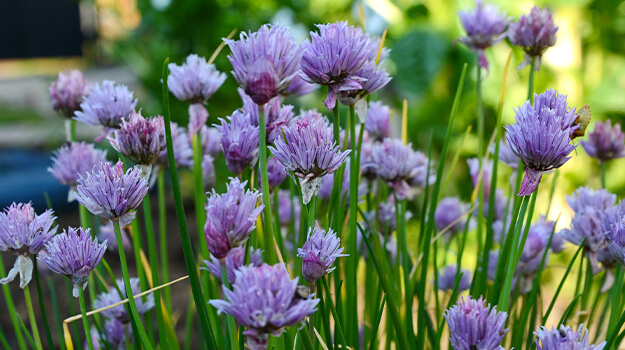 pro-mix-outdoor-direct-seeding-early-season-08