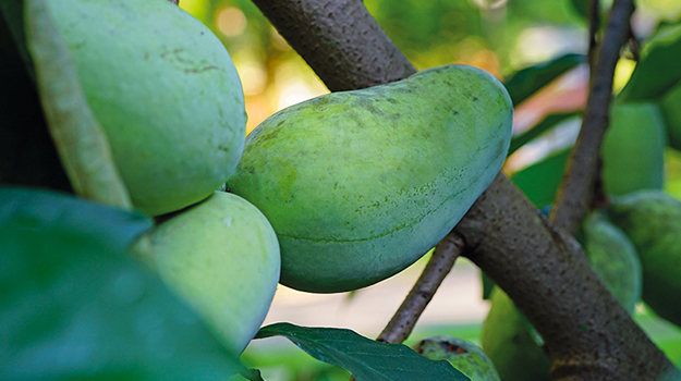 pro-mix-pawpaw-tree-growing-guide-01